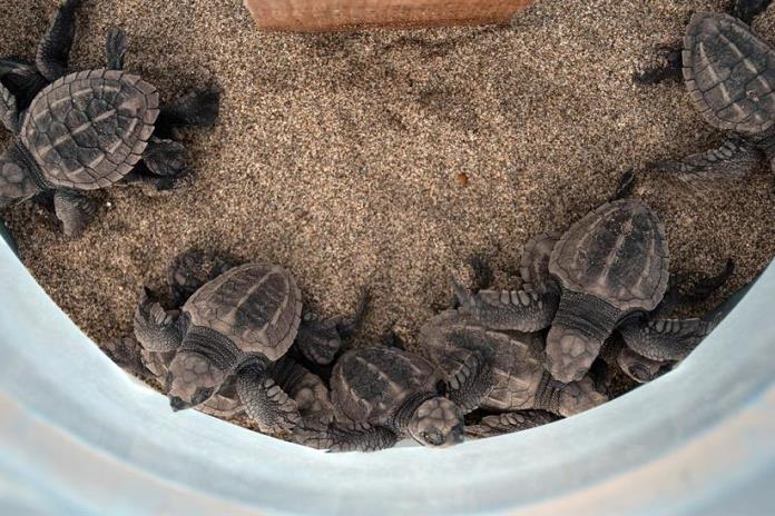 Liberan cientos de crías de tortuga marina en costas del Pacífico mexicano