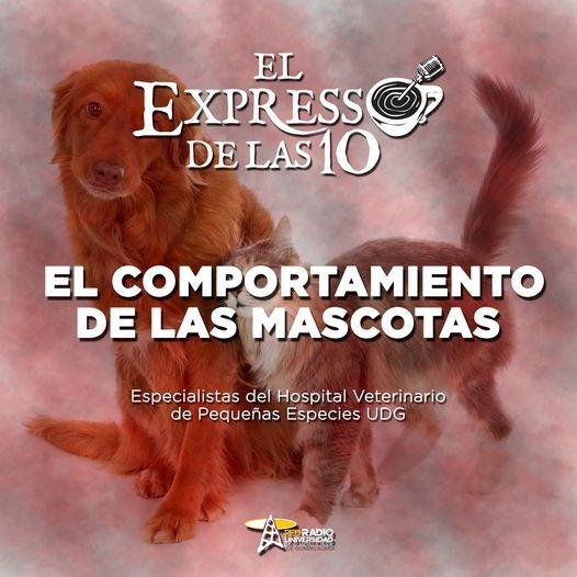 EL COMPORTAMIENTO DE LAS MASCOTAS - El Expresso de las 10 - Mi. 11 Ene 2023