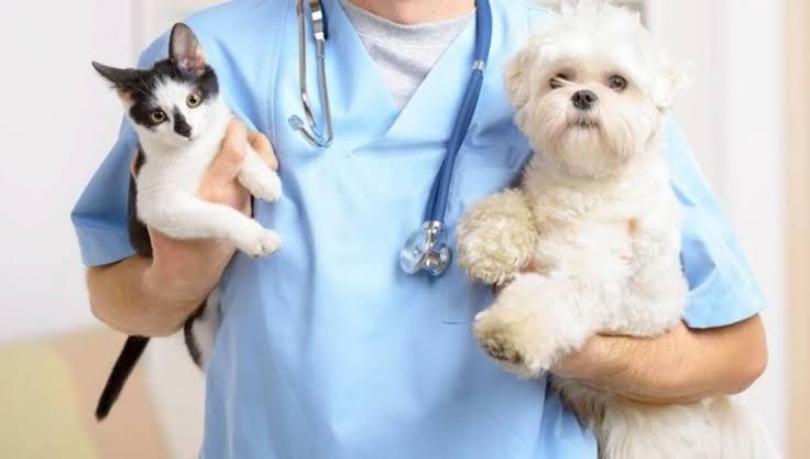 Realizarán en Jamay esterilización gratuita para perros y gatos