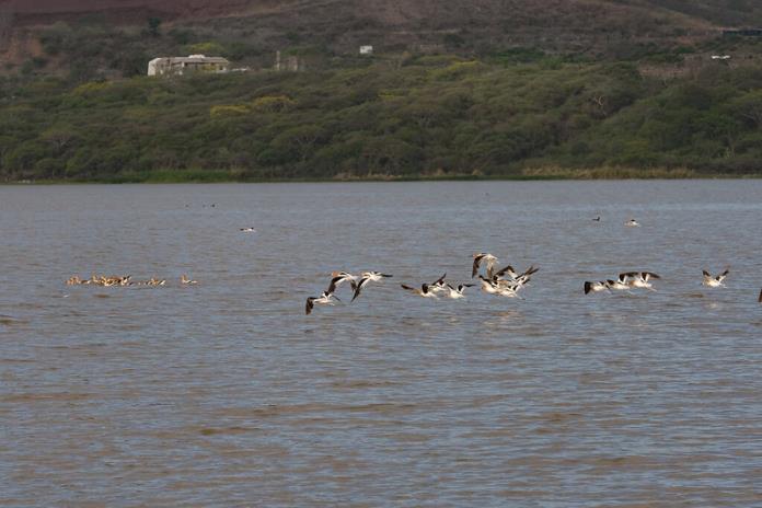 Organizan recorrido para observar aves migratorias en Jalisco