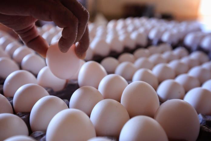 El precio del huevo podría estabilizarse a partir del mes de mayo, estiman investigadores de la UdeG