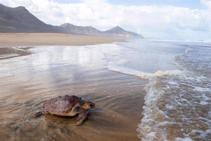 La Universidad de Guadalajara ha protegido a casi 8 millones de tortugas marinas en costas de Jalisco