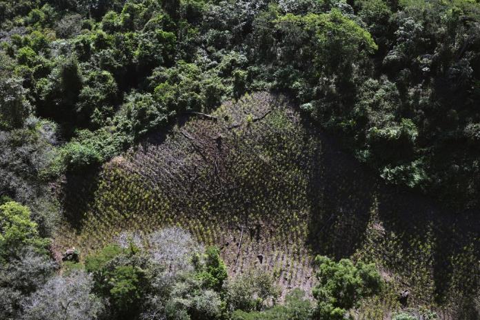 La coca florece en México a la sombra de drogas sintéticas