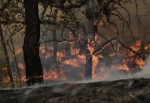 En Jalisco, 750 incendios forestales hasta esta mañana