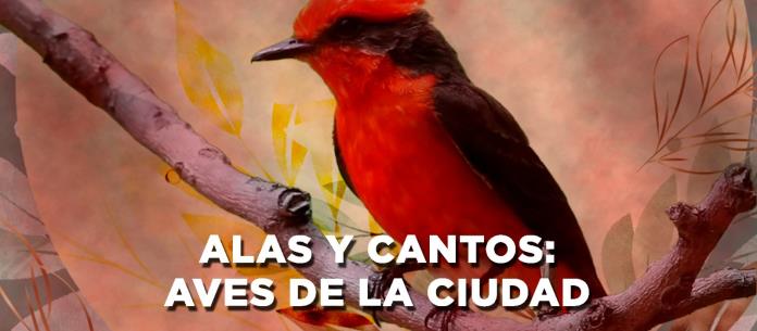 ALAS Y CANTOS AVES DE LA CIUDAD - El Expresso de las 10- Vi. 05 May 2023 ALAS Y CANTOS AVES DE LA CIUDAD - El Expresso de las 10- Vi. 05 May 2023