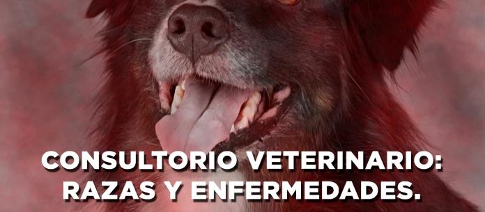 CONSULTORIO VETERINARIO: RAZAS Y ENFERMEDADES - El Expresso de las 10 - Lu. 29 May 2023 CONSULTORIO VETERINARIO: RAZAS Y ENFERMEDADES - El Expresso de las 10 - Lu. 29 May 2023