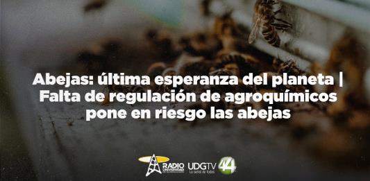 Abejas: última esperanza del planeta | Falta de regulación de agroquímicos pone en riesgo las abejas