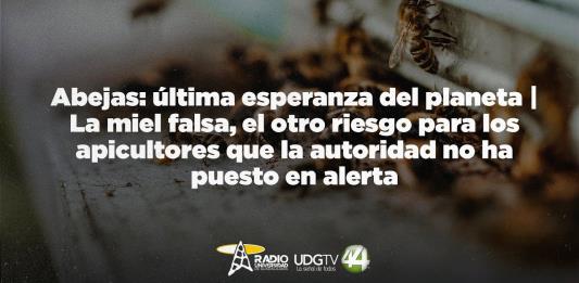 Abejas: última esperanza del planeta | Congreso de Jalisco omiso al no regular uso y venta de agroquímicos; congelan iniciativa desde el 2017