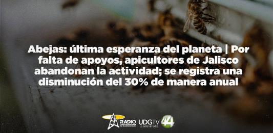 Abejas: última esperanza del planeta | Por falta de apoyos, apicultores de Jalisco abandonan la actividad; se registra una disminución del 30% de manera anual