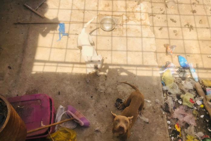 Abandonan a dos perros para que cuiden la casa; sus dueños los olvidan y ahora las mascotas están en los huesos