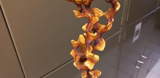 Investigadores de Hongos nos enseñarán a conocer y aprender a comerlos