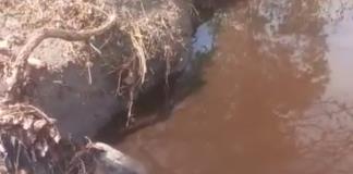 Basureros de Picachos y Hasar’s “descargan” lixiviados en río Milpillas, denuncian Pueblos de la Barranca