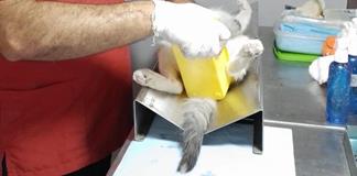 Salvando Vidas invita a quinta campaña de esterilización a bajo costo Salvando Vidas invita a quinta campaña de esterilización a bajo costo