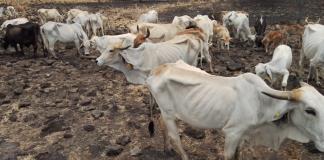 Por muerte en ganado, en Cuquío optan por rentar sus tierras para el agave