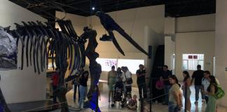 Iniciará el programa veraniego “Bichos y Carnívoros”, del Museo de Paleontología de Guadalajara